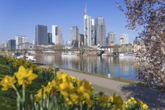 Flowers and trees bloom on the banks of the Main in front of Frankfurt's banking skyline, Frankfurt