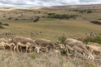 Herd of sheep in a large pasture on the causse mejean in the cevennes. Aveyron, France, Europe