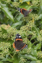 Red admiral butterfly (Vanessa atalanta) adult insect feeding on garden Ivy (Hedera helix) flowers