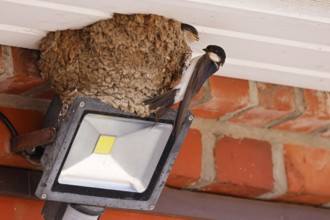 Common house martin (Delichon urbicum) sitting at nest with young, Schleswig-Holstein, Germany,