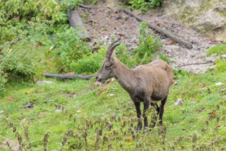 A female ibex (Capra ibex) walks across a green meadow on a cloudy day