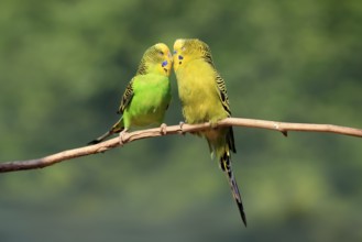 Budgerigar (Melopsittacus undulatus), adult, pair, male, female, two, in perch, courtship, social