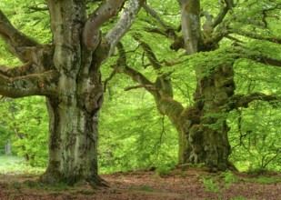 Gnarled old beech tree in the former Hutewald Halloh forest in spring, Bad Wildungen, Kellerwald,