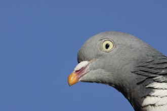 Wood pigeon (Columba palumbus) adult bird animal head portrait, England, United Kingdom, Europe