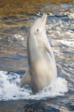 Common bottlenose dolphin (Tursiops truncatus) or Atlantic bottlenose dolphin playing in the water,