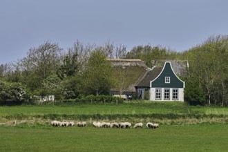 A group of domestic sheep (Ovis orientalis aries), on a meadow, behind an old farm, Texel,