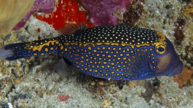A colourful fish with a striking pattern, white trunkfish (Ostracion meleagris), swimming over