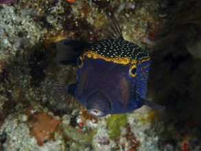 A colourful white tufted boxfish (Ostracion meleagris) with a blue and yellow dotted pattern, dive