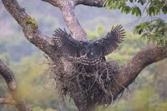 American harpy eagle (Harpia harpyja) Old bird, female lands in nest, Carajas National Park,