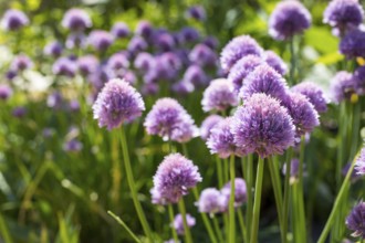 Purple flowers of chives (Allium schoenoprasum) in the garden