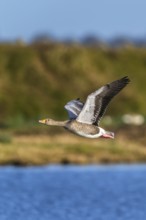 Greylag Goose, Anser anser, bird in flight over winter marshes