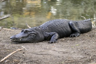 Mississippi Alligator (Alligator mississippiensis), pike alligator, adult, lying, friendly,