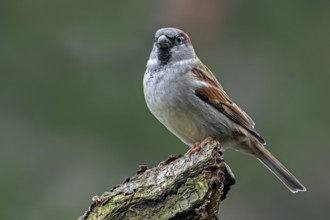 House sparrow (Passer domesticus) adult male perched on tree stump in early winter
