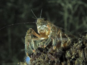 A crayfish (Faxonius limosus), American crayfish, invasive species, explores at night the
