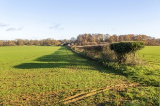 Long shadow cast in field by a hedgerow due to low angle winter sun, Sutton, Suffolk, England, UK
