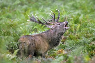 Red deer (Cervus elaphus) stag bellowing among bracken at forest's edge during the rut in autumn,