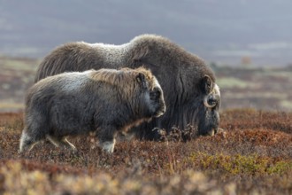 Musk oxen (Ovibos moschatus), mother and calf, young animal, standing, autumn, Dovrefjell National
