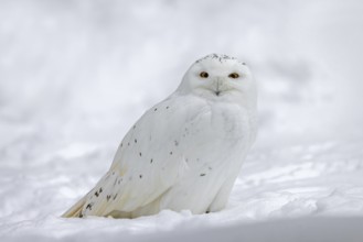 Snowy owl, white owl, Arctic owl (Bubo scandiacus, Strix scandiaca) male in the snow on the tundra