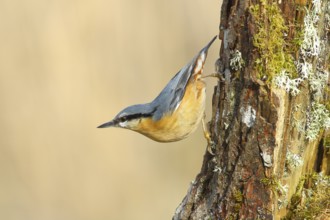 Nuthatch (Sitta europaea), hanging on a moss-covered branch, wildlife, animals, birds, nature
