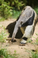 Giant anteater (Myrmecophaga tridactyla), captive, distribution South America