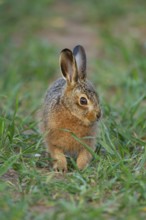 European brown hare (Lepus europaeus) juvenile leveret in a farmland cereal crop, Norfolk, England,