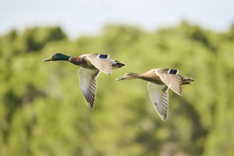 Wild duck (Anas platyrhynchos) male and female (couple) flying, France, Europe