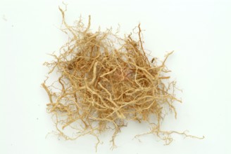 Vetiver, Chrysopogon zizanioides, Andropogon squarrosus, Andropogon muricatus, a sweet grass, is