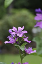 Common mallow (Malva sylvestris), flower in a meadow, medicinal plant, aromatic plant, medicinal