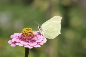 Lemon butterfly (Gonepteryx rhamni), butterfly, macro, flower, colourful, summer, A colourful