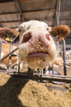 The snout of a cow peers curiously through the bars in the barn, Haselstaller Hof, Gechingen, Calw