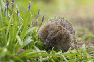 European hedgehog (Erinaceus europaeus) adult animal walking passed flowering Bluebells in a garden