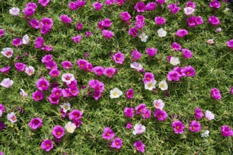 Moss-rose purslane (Portulaca grandiflora), summer, Ossiach, Lake Ossiach, Carinthia, Austria,