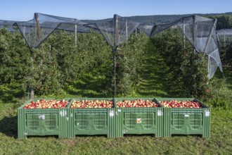 Apples of the Jonagold variety in large apple crates, Bodman-Ludwigshafen, Konstanz district,