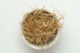 Vetiver, Chrysopogon zizanioides, Andropogon squarrosus, Andropogon muricatus, a sweet grass, is