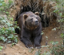 European brown bear (Ursus arctos) lying in front of its self-dug cave, captive, Bavarian Forest
