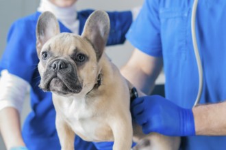 French Bulldog in a veterinary clinic. Two doctors are examining him. Veterinary medicine concept.