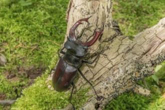 Male Raven Kite (Lucanus cervus) on the trunk of a dead tree in the forest in spring. Bas Rhin