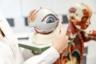 Doctor or medical student pointing at anatomical model of a human eye during a lesson in a medical