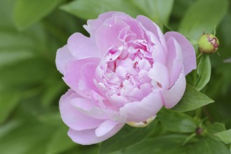 Asian peony or Chinese peony (Paeonia lactiflora), flower, ornamental plant, North