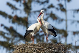 Two storks standing lovingly together on a nest in front of a blue sky, White Stork (Ciconia