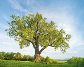 Huge solitary oak tree in a meadow in spring in the evening light, Flehmüllers Eiche, natural