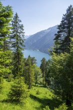 Forest and Lake Aachensee, Brandenberg Alps, Tyrol, Austria, Europe