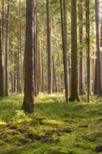 Tall trees with soft light in a dense, green forest, Calw district, Black Forest, Germany, Europe