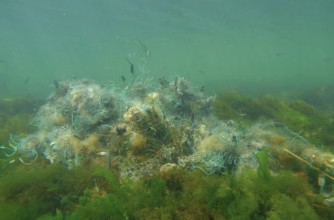 Lost fishing net lies on seabed in green algae Ulva on bright sunny day in sun glare in Black sea,