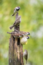Beautiful couple of house sparrows (Passer domesticus) in the rain on a feeding post