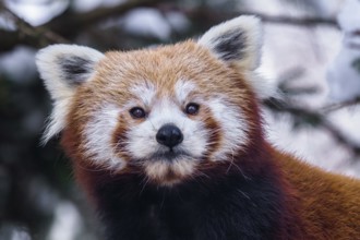 Portrait of a red panda (Ailurus fulgens)