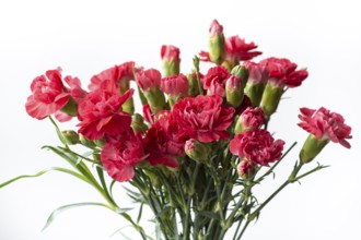 Bouquet of pink carnation flowers. Clove flowers, White background