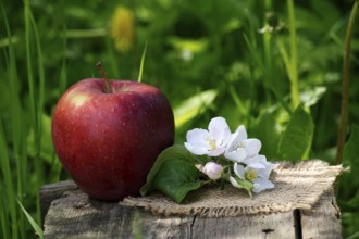 Red apple and apple blossoms on a wooden bench in the shadow of the garden and blurred green grass