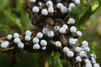 Grey globe slime mould several spherical greyish fruiting bodies next to each other on branches