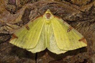 Brimstone moth (Opisthograptis luteolata)